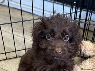 Cockapoo dogs Quality Chocolate Cockapoo Boys - Advert 15