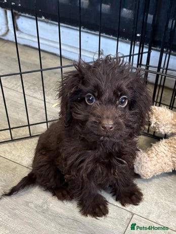 Cockapoo dogs Quality Chocolate Cockapoo Boys - Advert 1