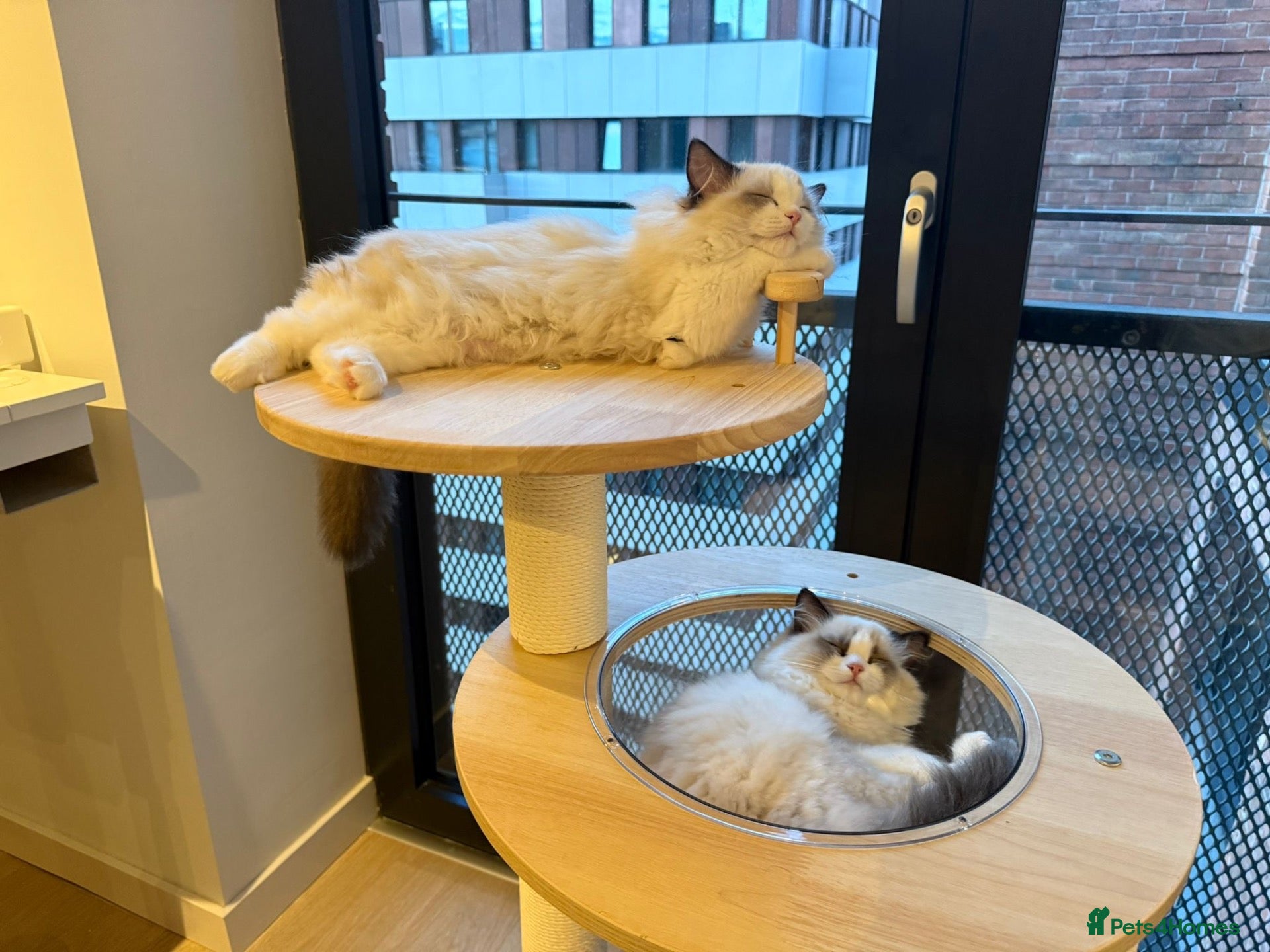 Ragdoll cats ✨️🏆 🩷 European ChampLine Tica Reg Ragdolls  - Advert 2