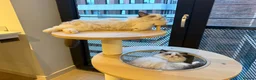 Ragdoll cats for sale: ✨️🏆 🧸🤎ReadyNow Eu ChampLine Tica Reg Ragdolls  - Advert 5