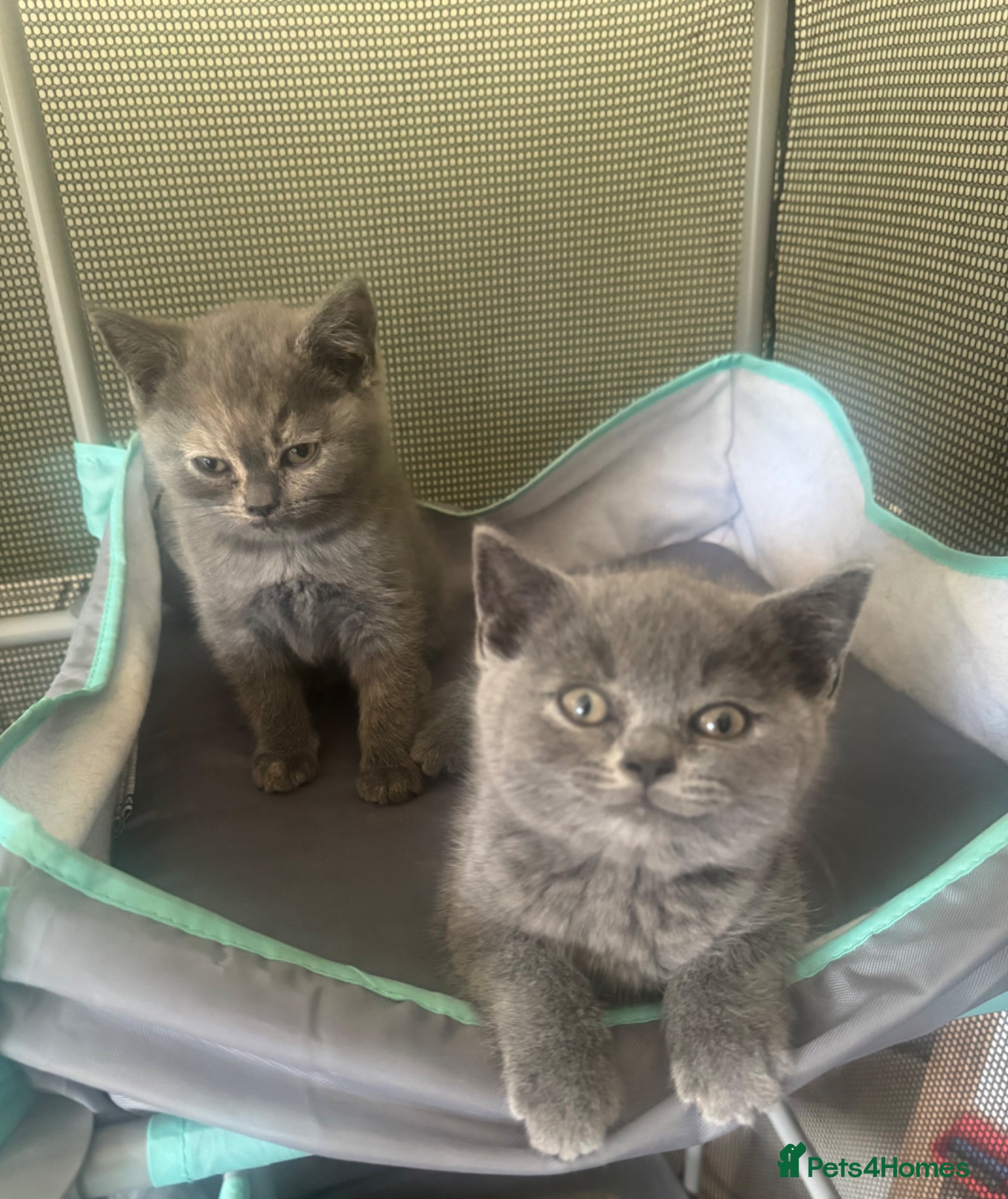 British Shorthair cats British Shorthair kittens - undocumented  - Advert 1