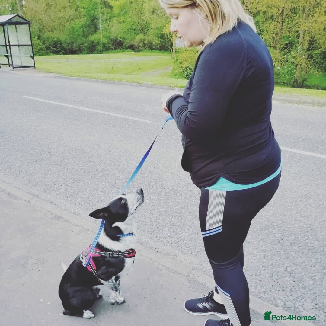 Border Collie dogs for sale: Border collie looking for new home - Image 10