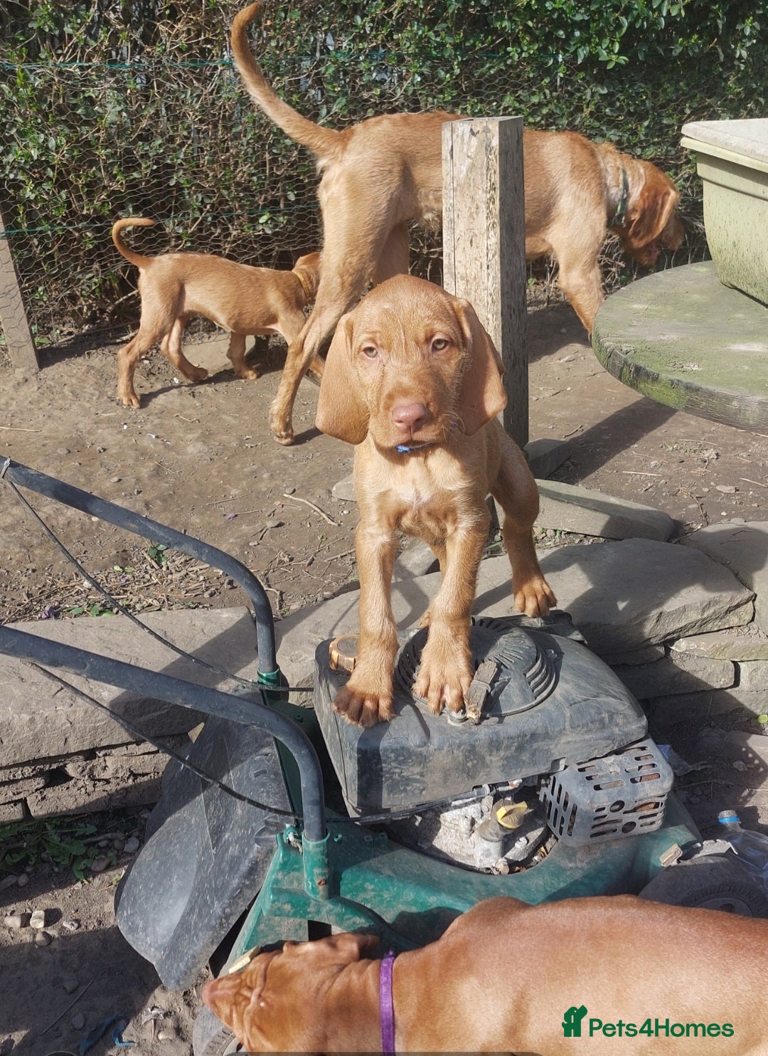 Hungarian Vizsla dogs Vonderful Hungarian Vizsla Puppies-Family Raised - Advert 6