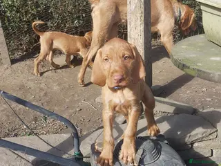 Hungarian Vizsla dogs Vonderful Hungarian Vizsla Puppies-Family Raised - Advert 1