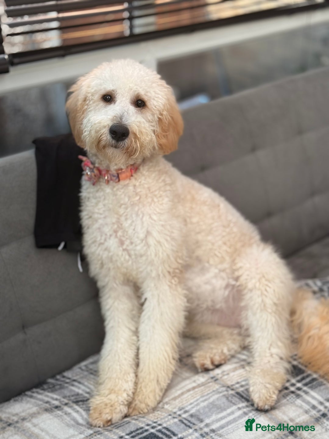 Irish Doodle dogs for sale: 10month Old Irish Doodle - Advert 3