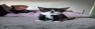 Mixed Breed Kitten 2