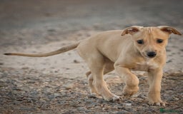Lurcher dogs for sale: Beautiful lurcher puppy - Image 2