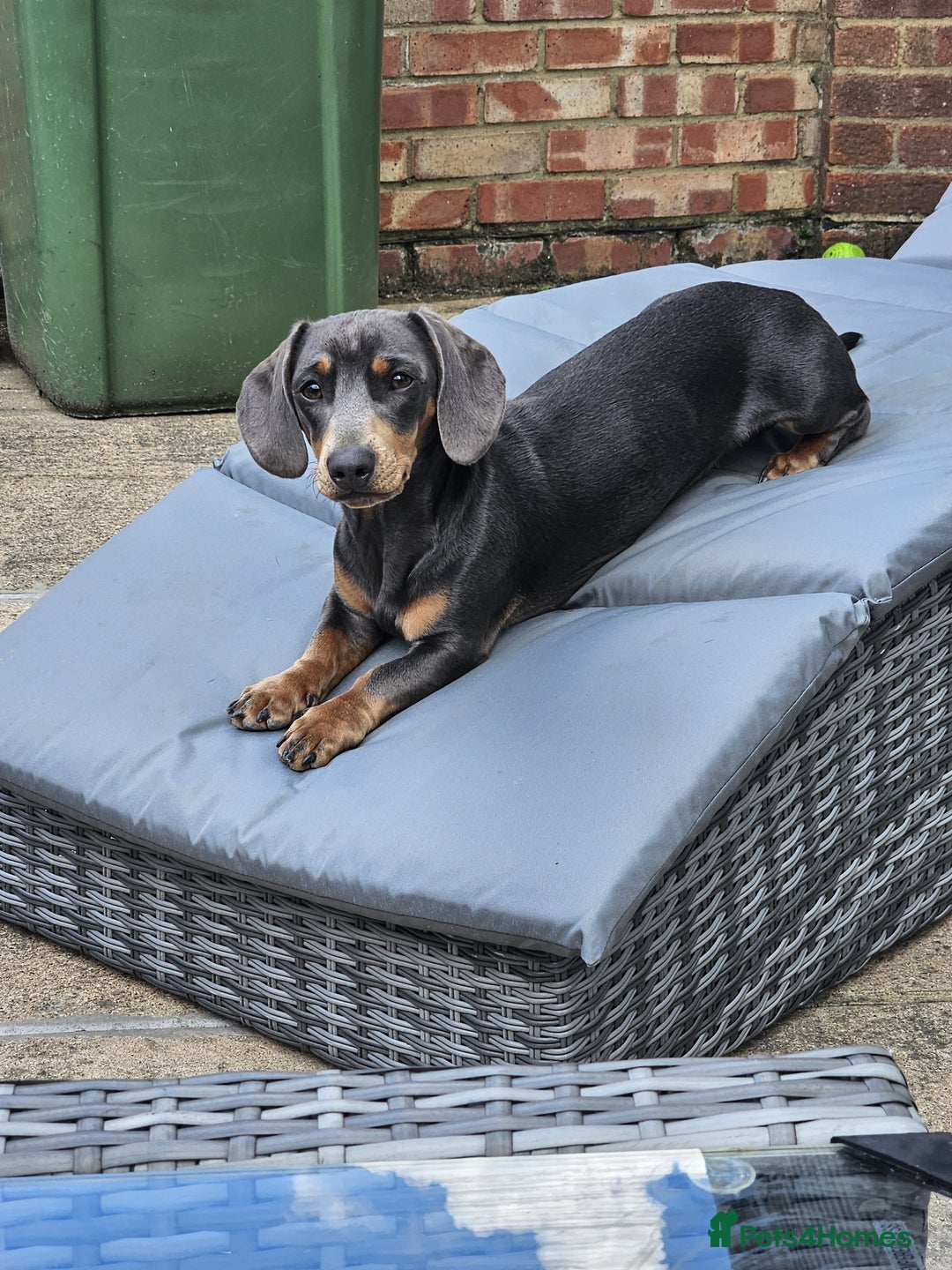 Miniature Dachshund dogs for stud: Available for stud blue and tan mini dachshund - Image 13