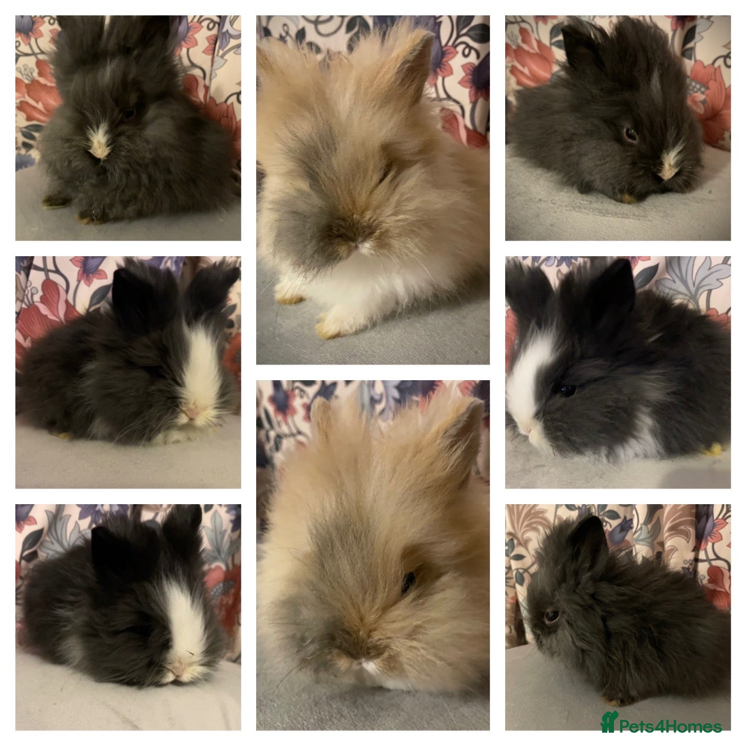 Lionhead rabbits for sale: Pure bred DM Lionhead Babies💙❤️  - Advert 6