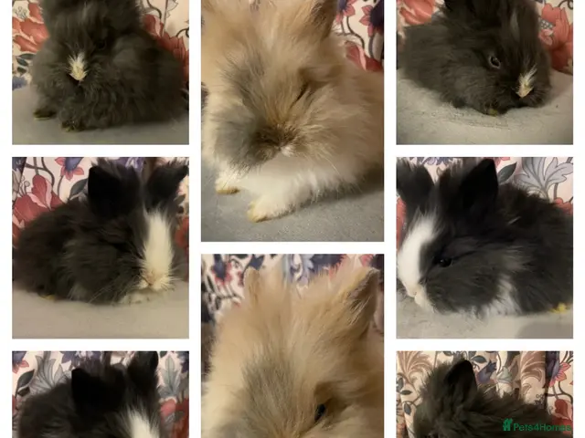 Lionhead rabbits for sale: Pure bred DM Lionhead Babies💙❤️ - Advert 6