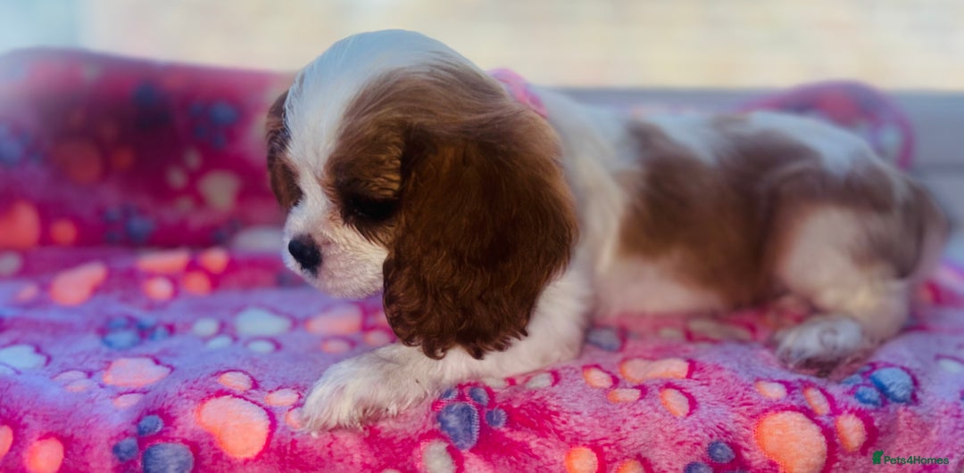 Cavalier King Charles Spaniel dogs for sale: King Charles cavalier  in Arundel - Image 9