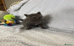 British Shorthair cats for sale: Beautiful British shorthair x kittens - Image 9