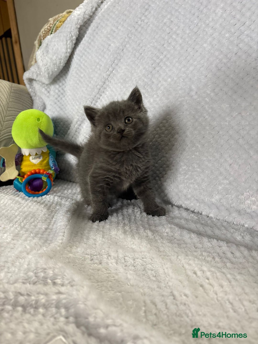 British Shorthair cats for sale: Beautiful British shorthair x kittens - Image 9