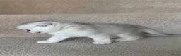 British Shorthair cats for sale: British Shorthair and Scottish Fold  - Advert 5