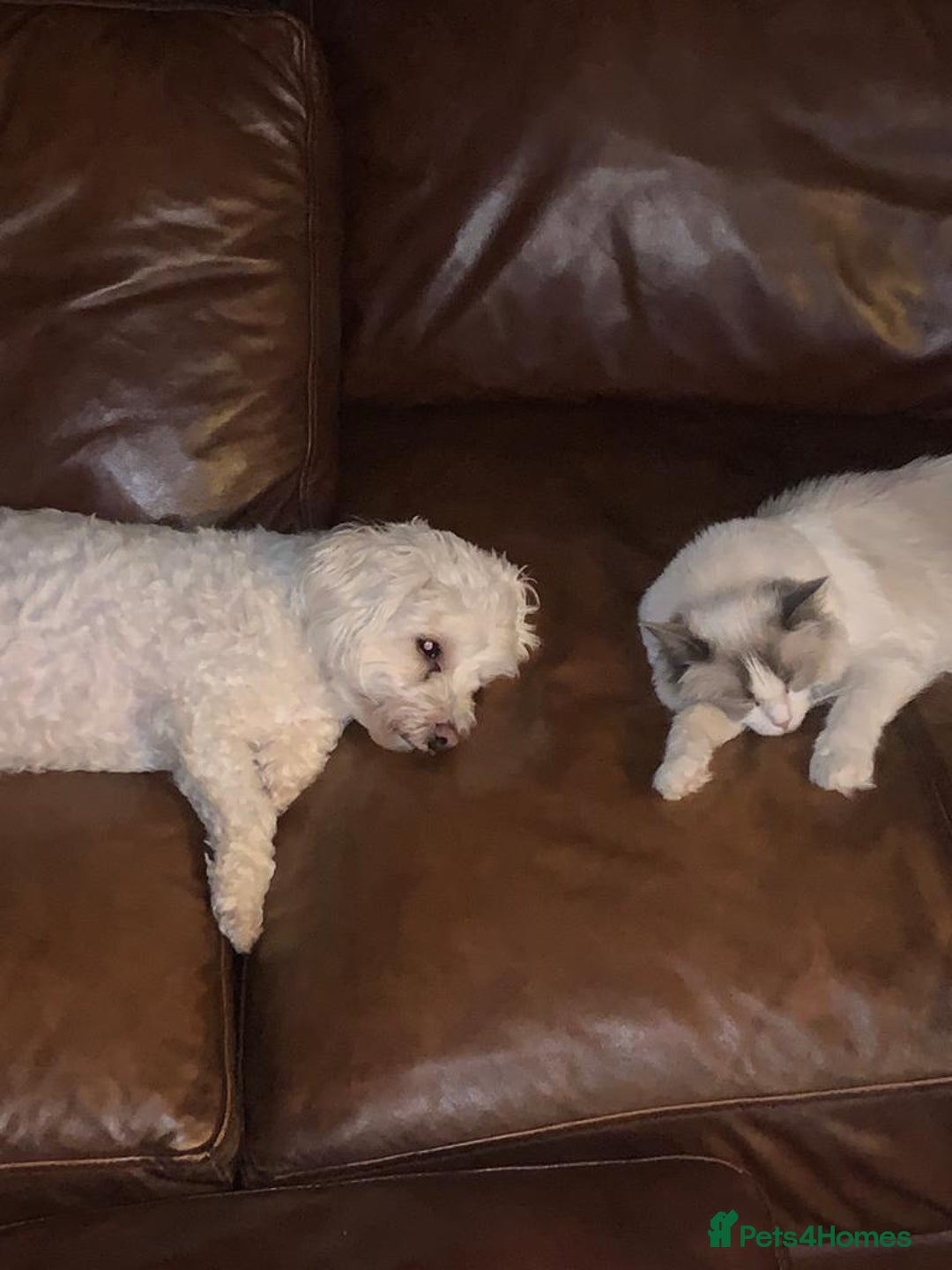 Ragdoll cats for sale: Ragdoll Kittens Available January 2026 - Advert 8