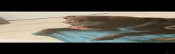 Staffordshire Bull Terrier dogs for sale: Rehoming  in Llanelli - Advert 1