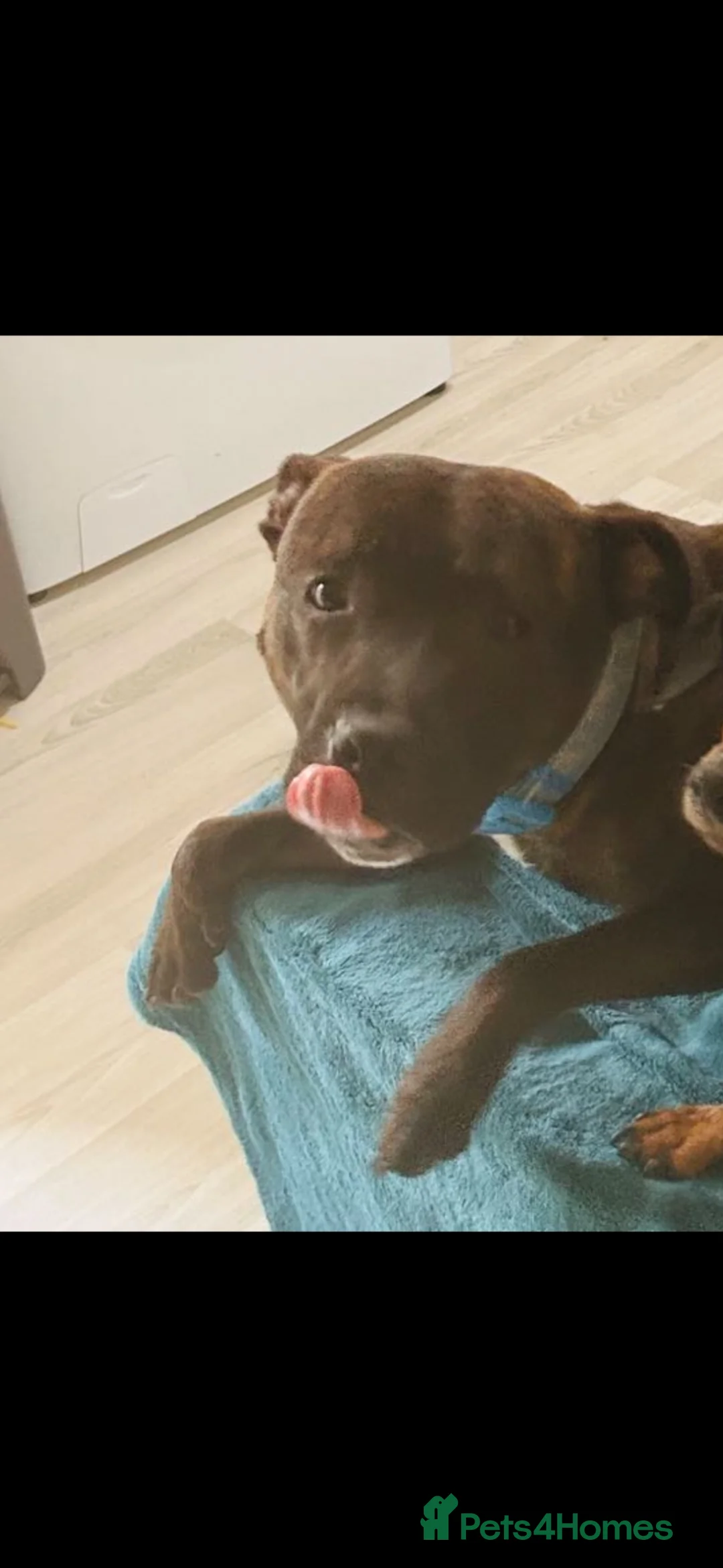 Staffordshire Bull Terrier dogs for sale: Rehoming  in Llanelli - Advert 1