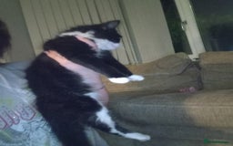 Mixed Breed cats for sale: Black and white kitten - Image 4