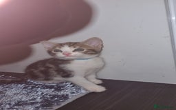 Mixed Breed cats for sale: 5 kittens ready to go - Image 2