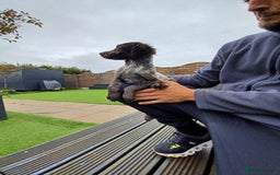 Cocker Spaniel dogs for sale: Working cocker spaniel  - Image 29