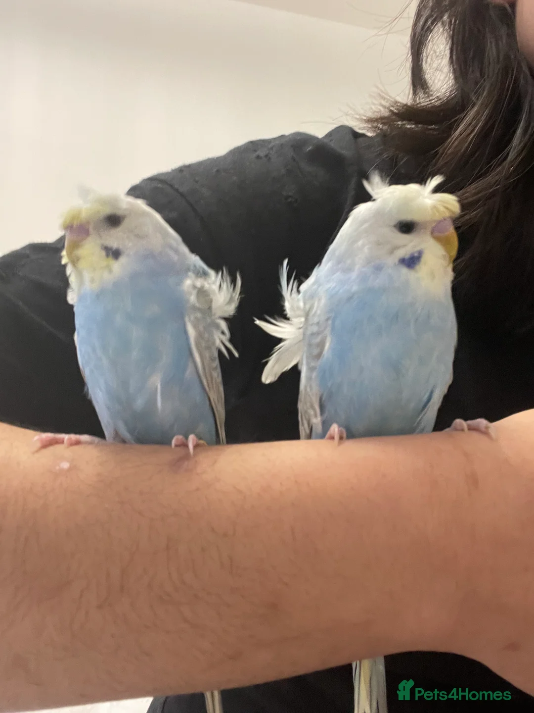 Budgerigars birds for sale: Rainbow helicopters, hand tame baby budgies  - Advert 1