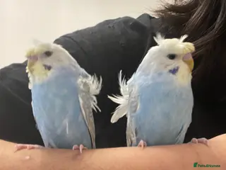 Budgerigars birds Rainbow helicopters, hand tame baby budgies - Advert 5