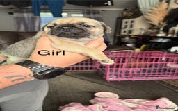 Pug dogs for sale: 2 beautiful pug puppies - Image 1