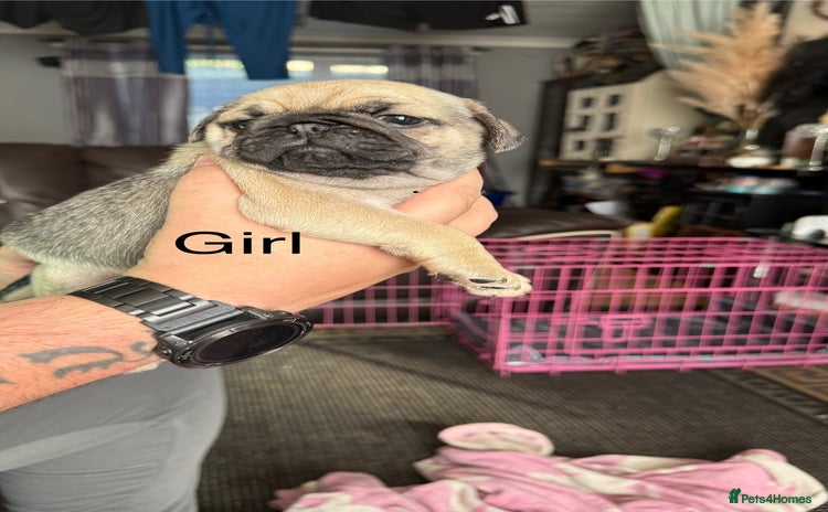 Pug dogs - Advert 1
