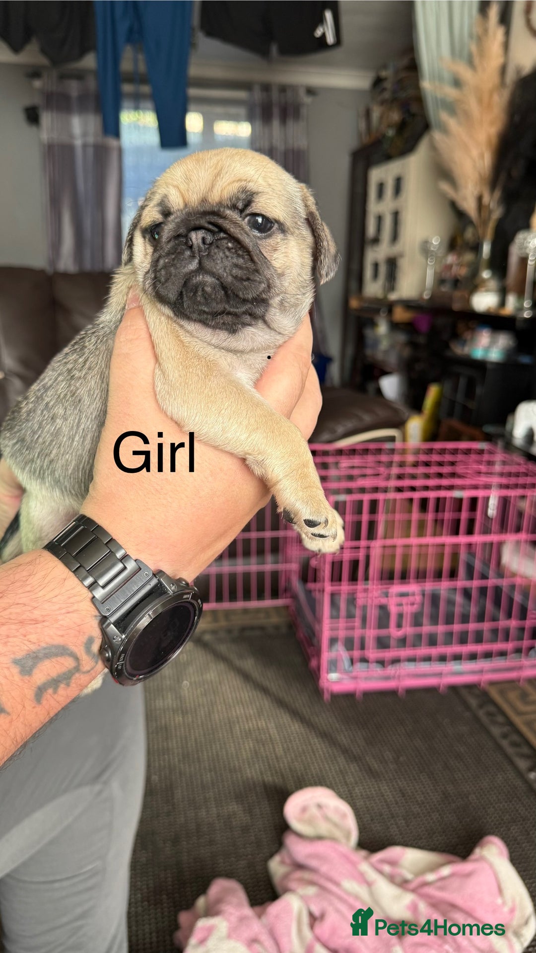 Pug dogs for sale: 2 beautiful pug puppies - Image 1