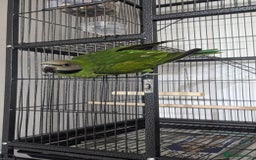 Parakeets birds for sale: Moustache parrot - Image 2