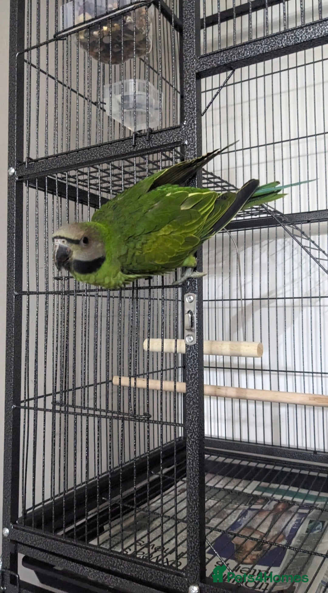 Parakeets birds for sale: Moustache parrot - Image 2