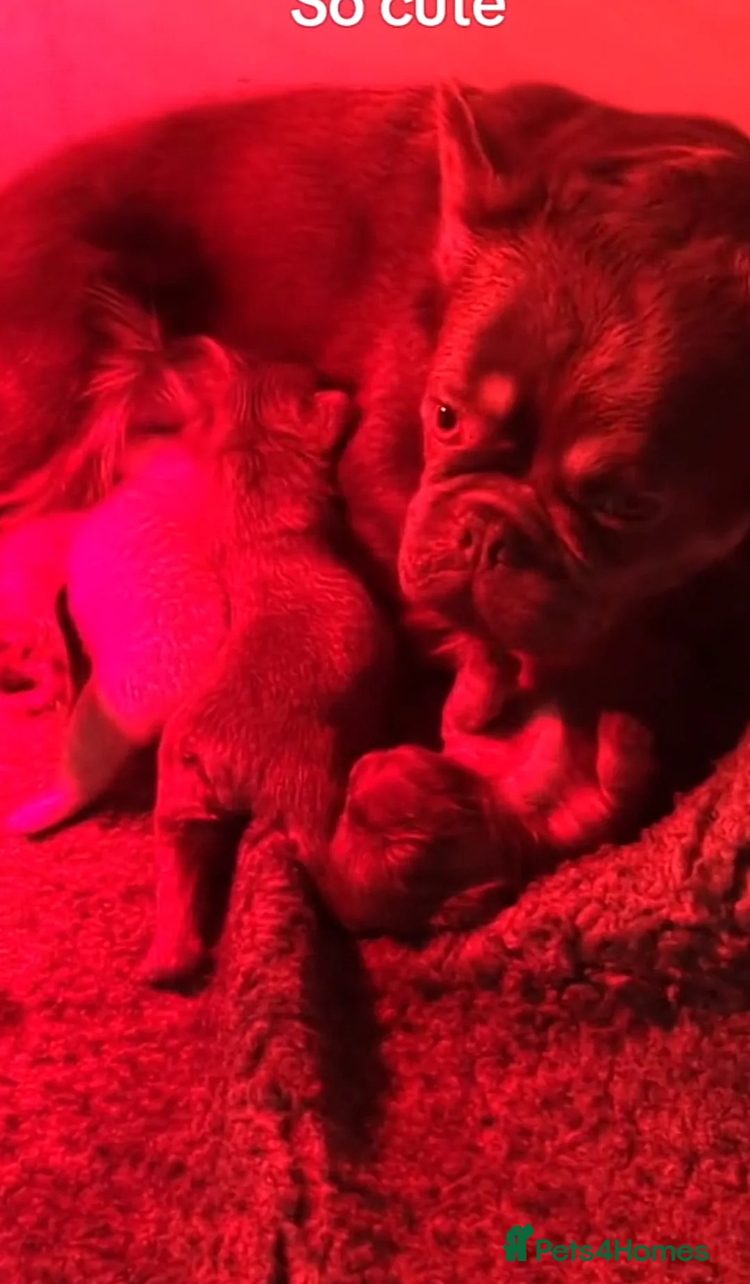 French Bulldog dogs for sale: **REDUCED**FLUFFY  FULL FLUFFY FRENCHBULLDOGS😍😍 - Advert 4