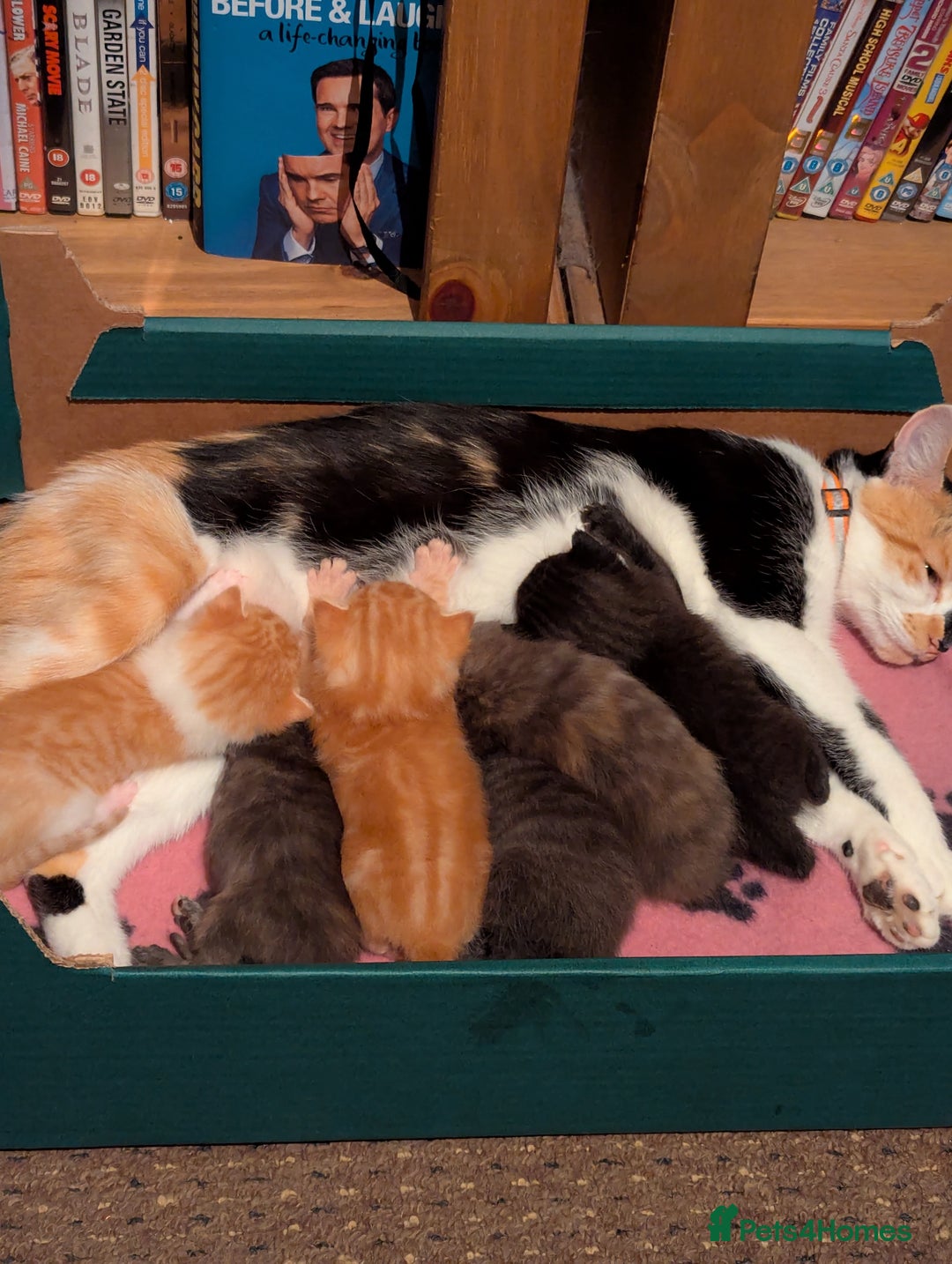 Mixed Breed cats for sale: Female kitten  - Advert 4