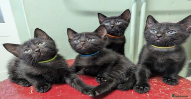 Russian Blue cats - Advert 1