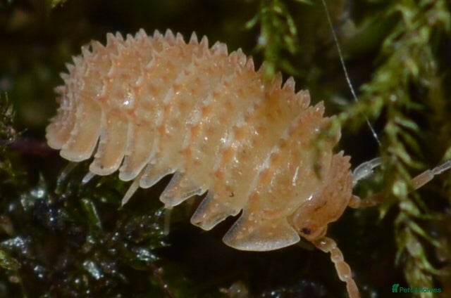 Isopods invertebrates Various Isopods Available. PLEASE READ FULL ADVERT - Advert 1