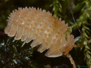 Isopods invertebrates Various Isopods Available. PLEASE READ FULL ADVERT - Advert 1