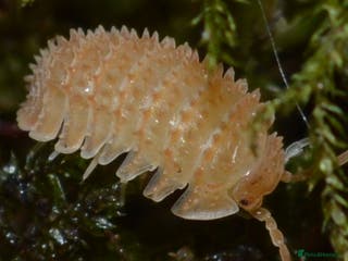Isopods invertebrates UPDATE - Various Isopods. PLEASE READ FULL ADVERT - Advert 18