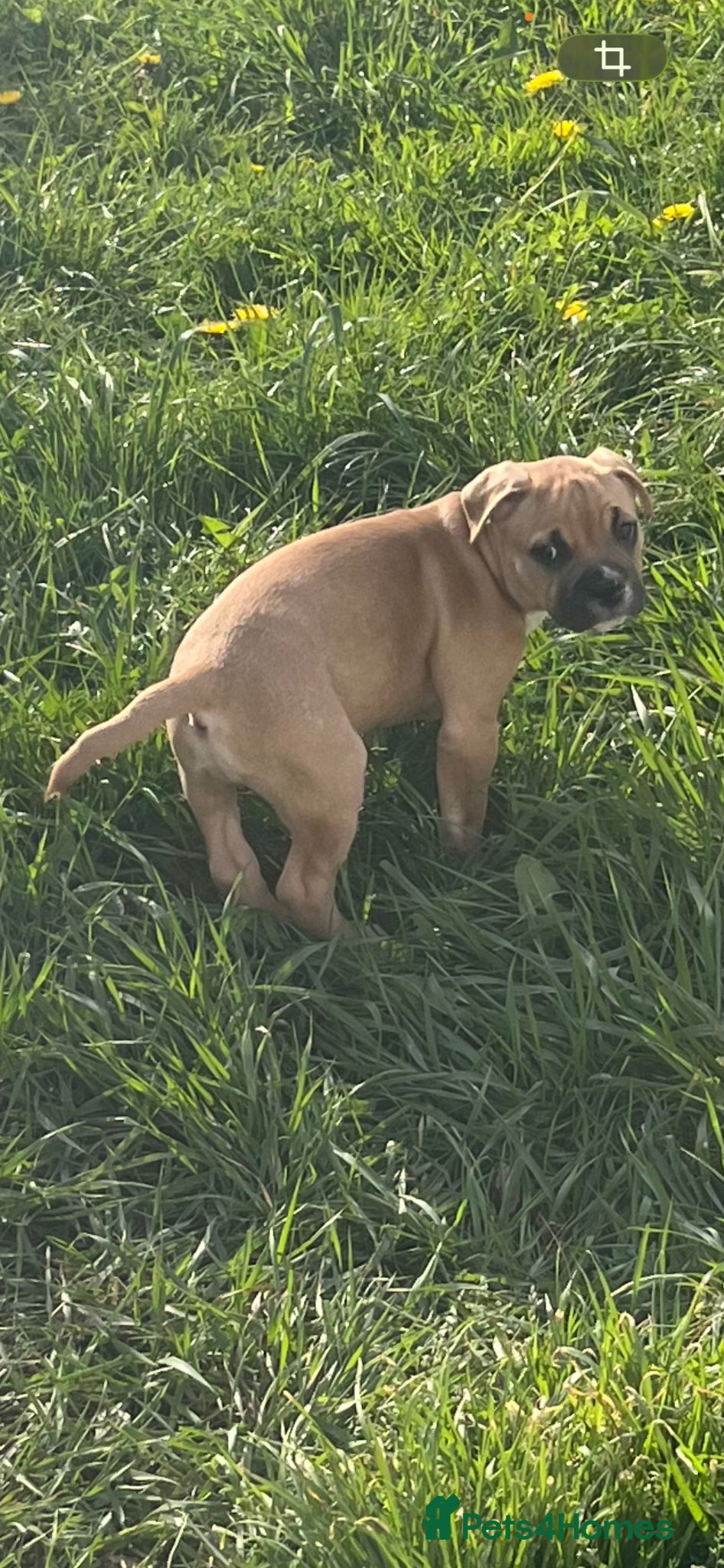 Mixed Breed dogs Gorgeous, playful and loving pup - Advert 2