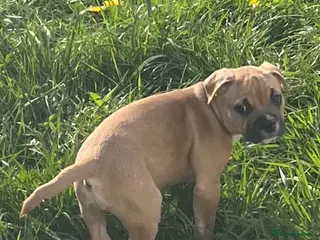 Mixed Breed dogs Gorgeous, playful and loving pup - Advert 7