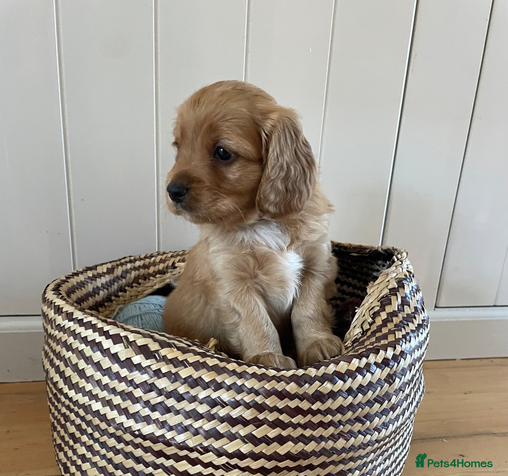 Cavapoo dogs Exceptional Cavapoo Puppies - Ruby & Apricot - Advert 1