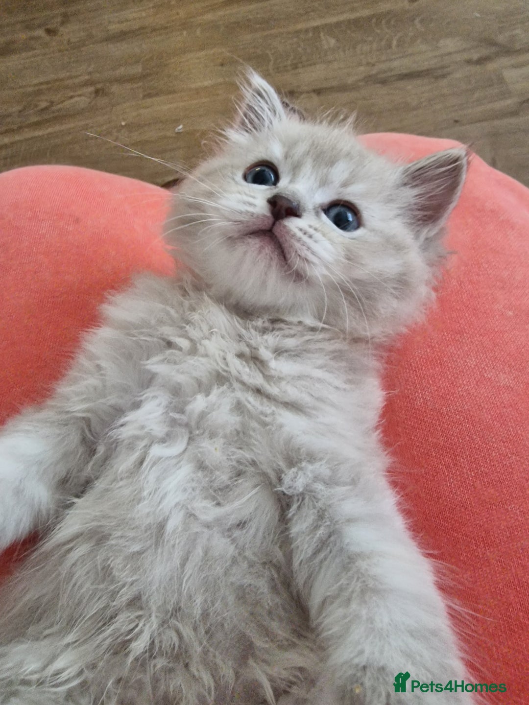 Ragdoll cats for sale: Mink ragdoll babies  - Image 15