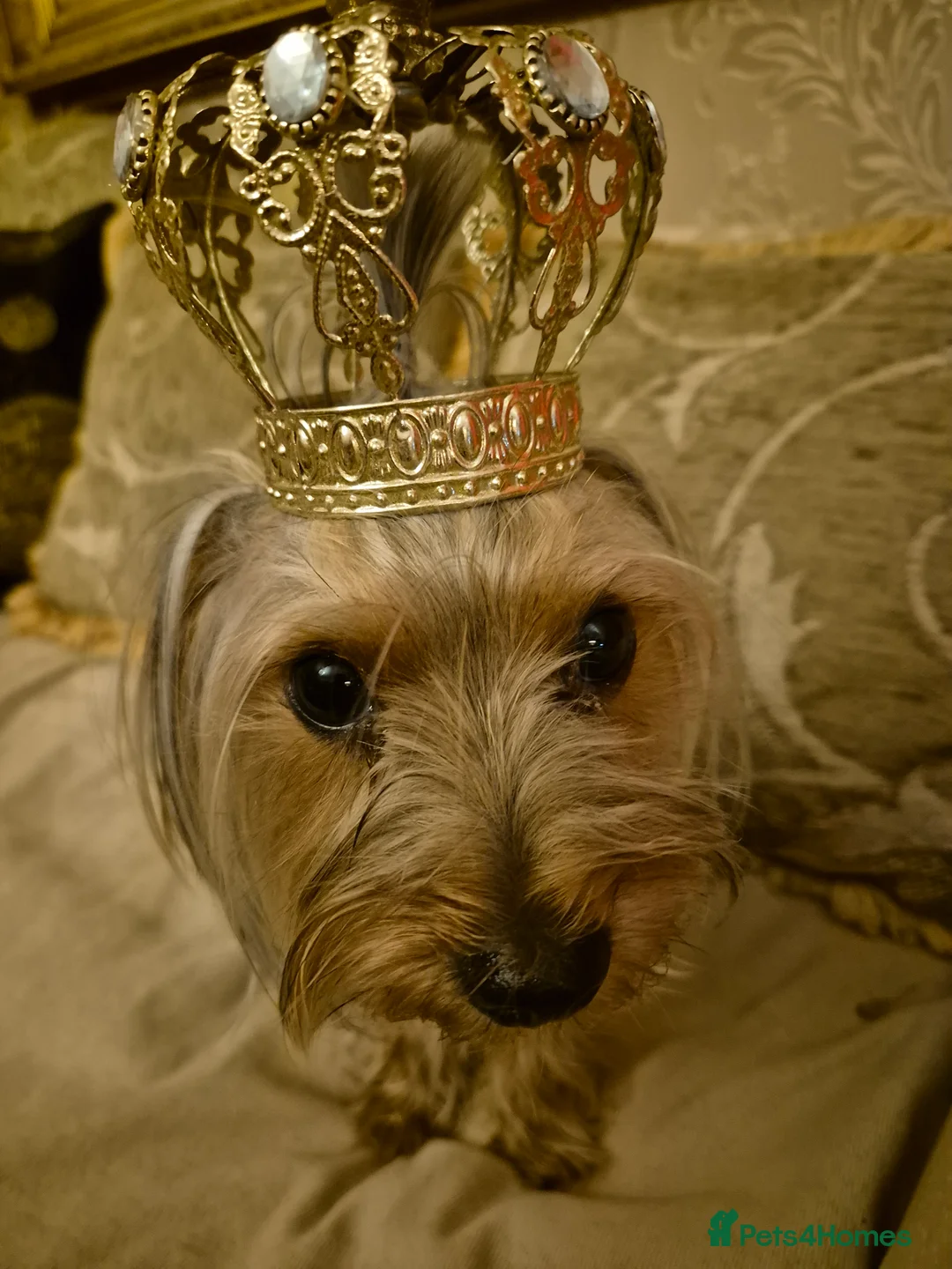 Yorkshire Terrier dogs for stud: Whisky search for love - Advert 7