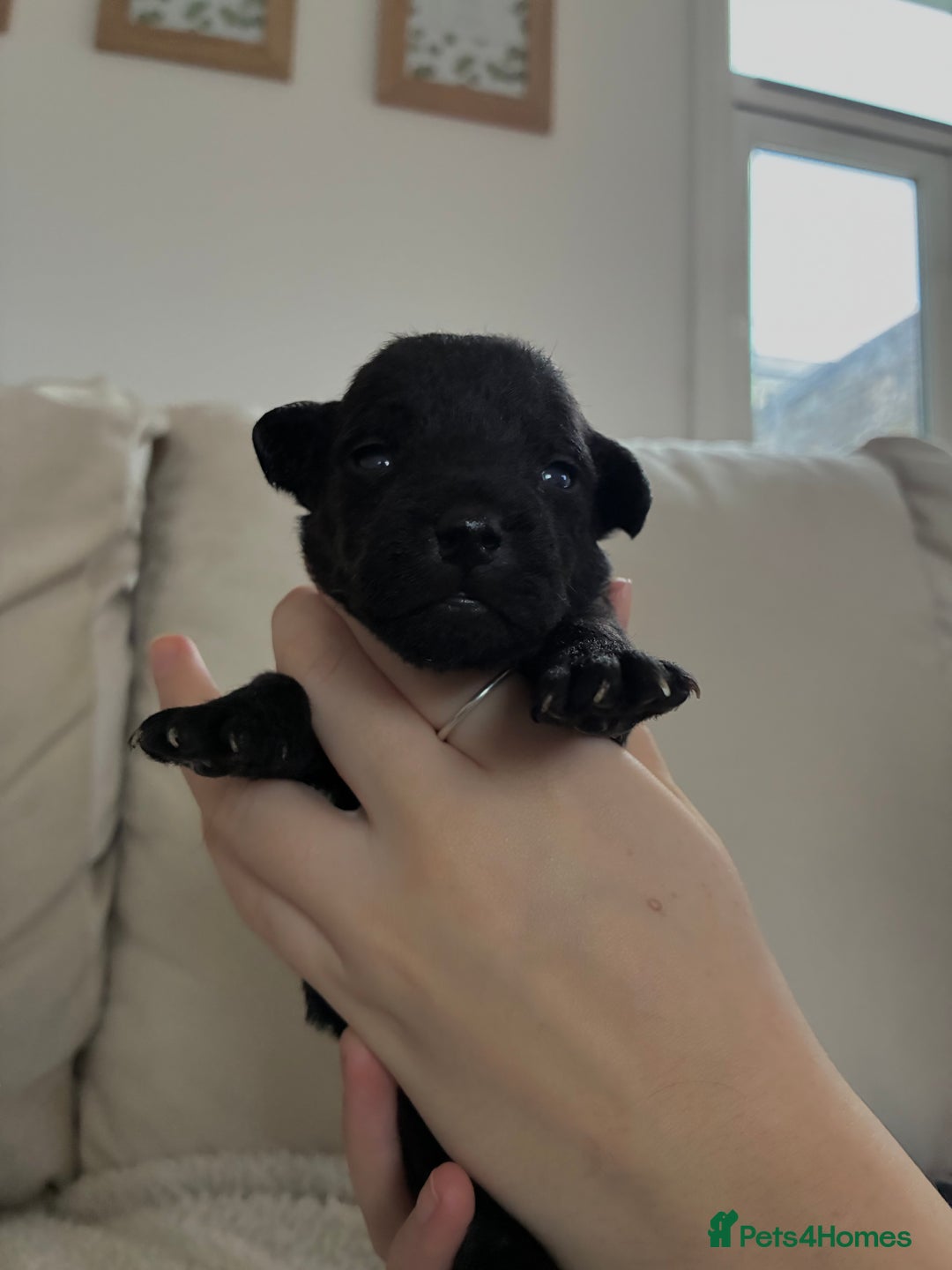 Patterdale Terrier dogs for sale: Patterdale pups  - Advert 17