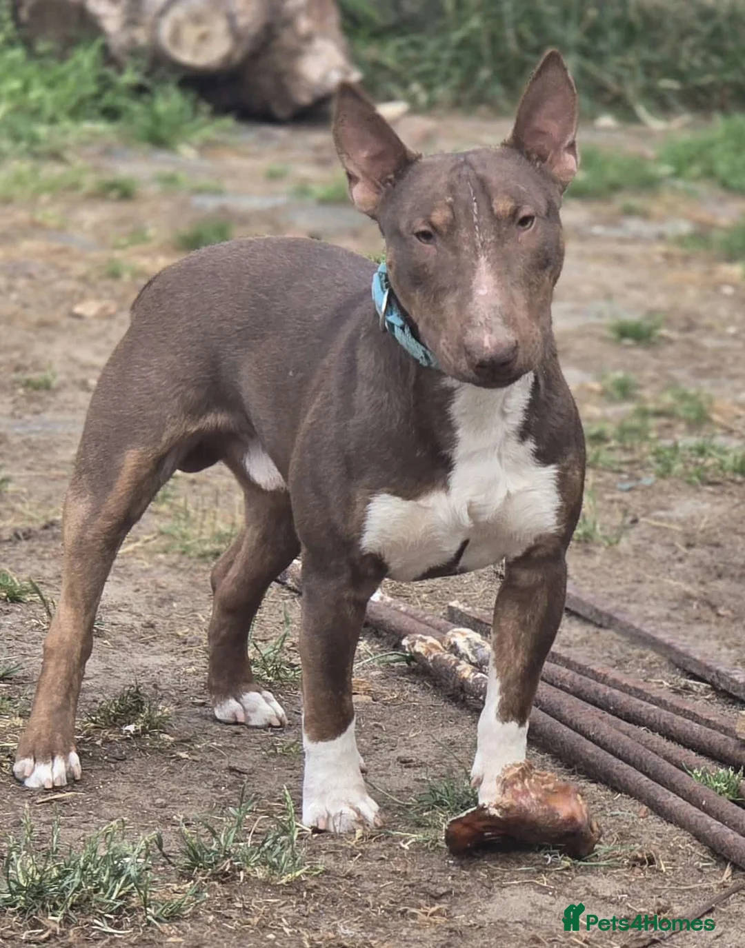 Miniature Bull terrier dogs for sale: REDUCED Exclusive Miniature Bull Terrier Pups  - Advert 7