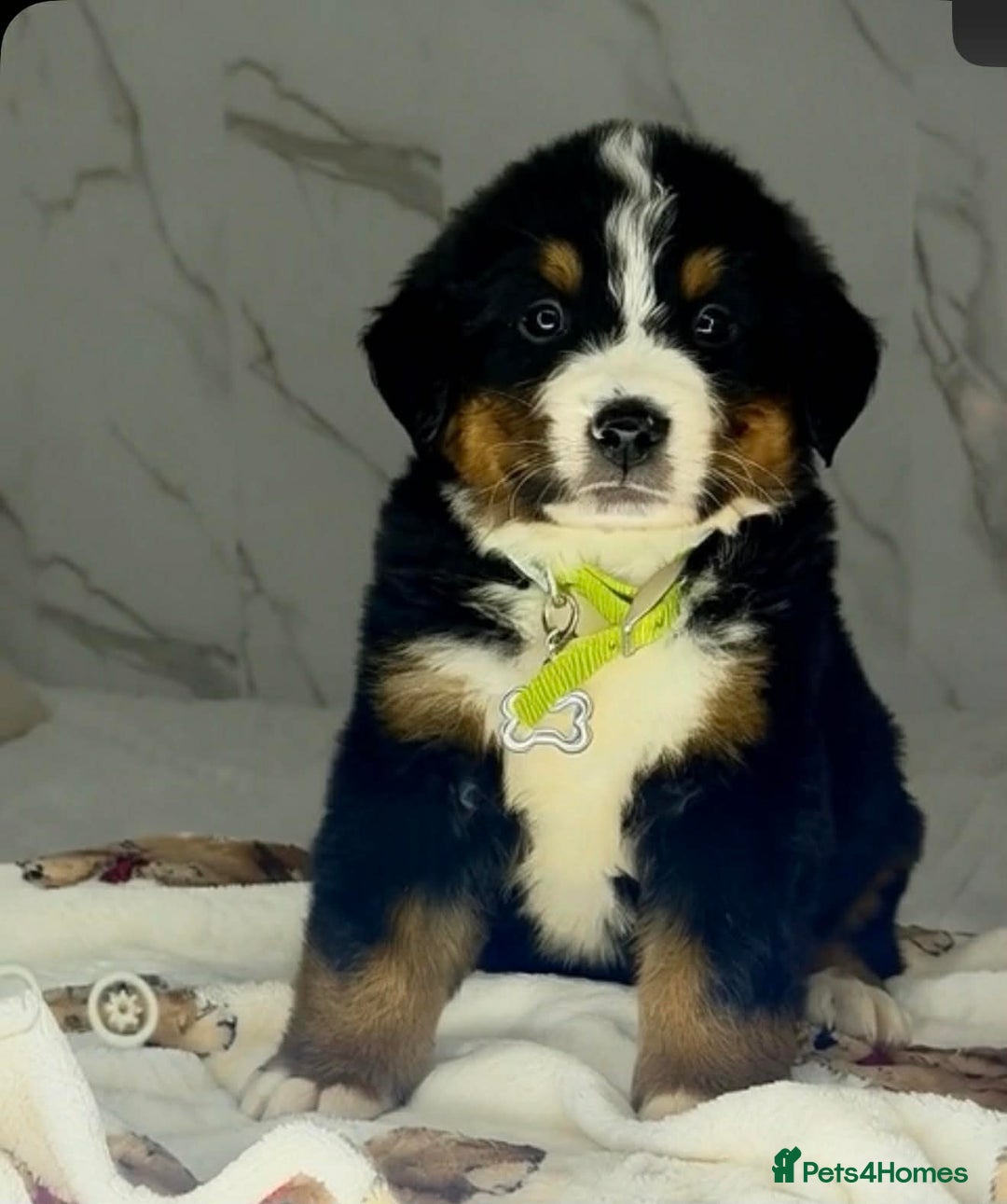 Bernese Mountain Dog dogs for sale: Bernese mountain puppies  - Advert 15