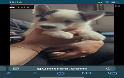 Siberian Husky dogs for sale: Siberian huskys - Image 1
