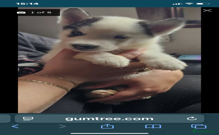 Siberian Husky dogs - Advert 1