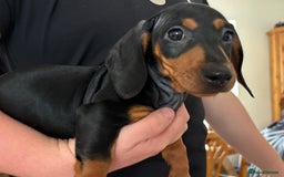 Dachshund dogs for sale: Ready Now, Male Black and Tan Dachshund  - Image 32