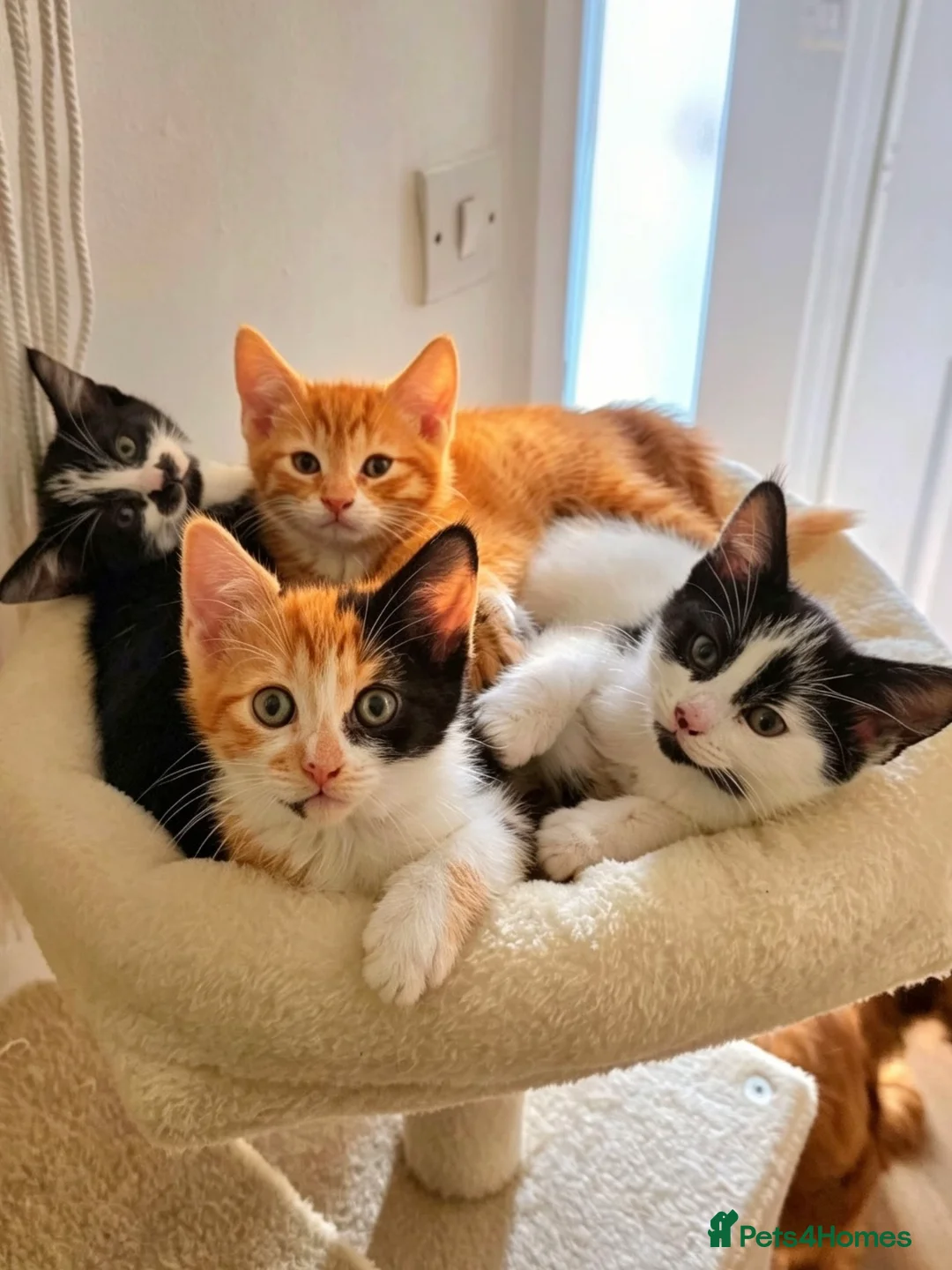 Mixed Breed cats for sale: Beautiful DSH Kittens ready for new home 🐾 - Advert 1