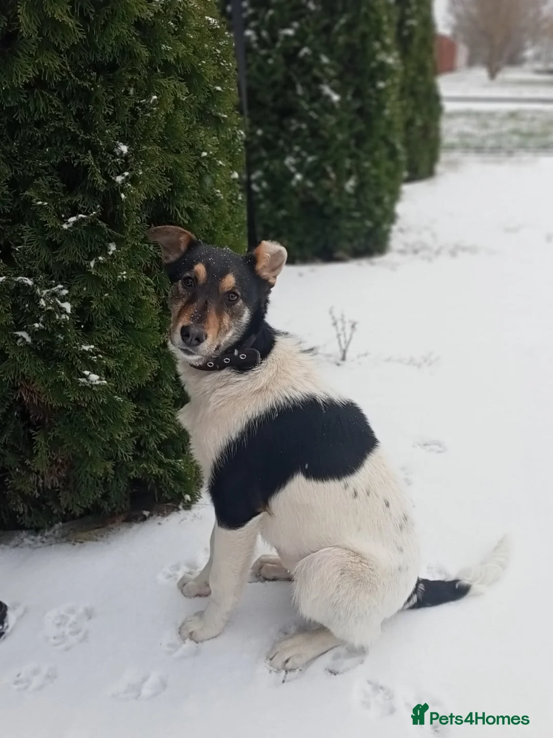 Border Collie dogs for adoption: TRISHA – Female Border Collie - Advert 2